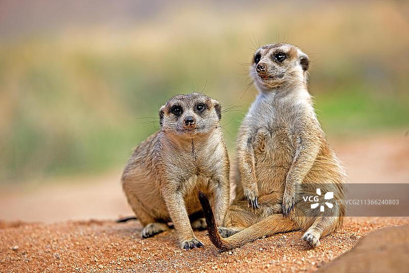 坐在洞穴外晒太阳的成年猫鼬，纳米比亚，非洲图片素材