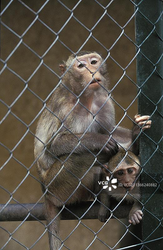 笼中猕猴母子图片素材