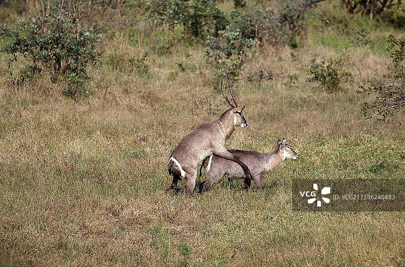 肯尼亚交配中的普通水羚图片素材