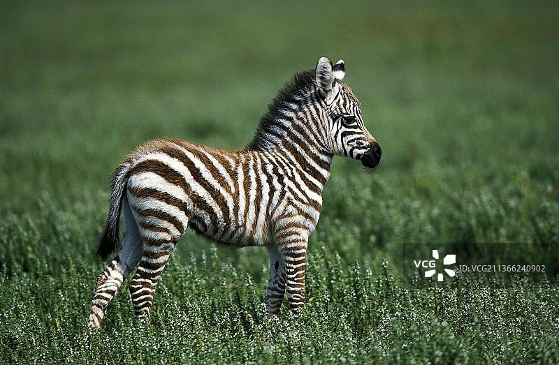 草原斑马幼驹（非洲马），肯尼亚图片素材