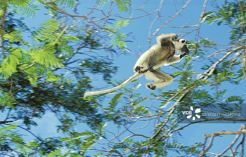 马达加斯加贝伦蒂保护区的跳跃弗氏冕狐猴图片素材