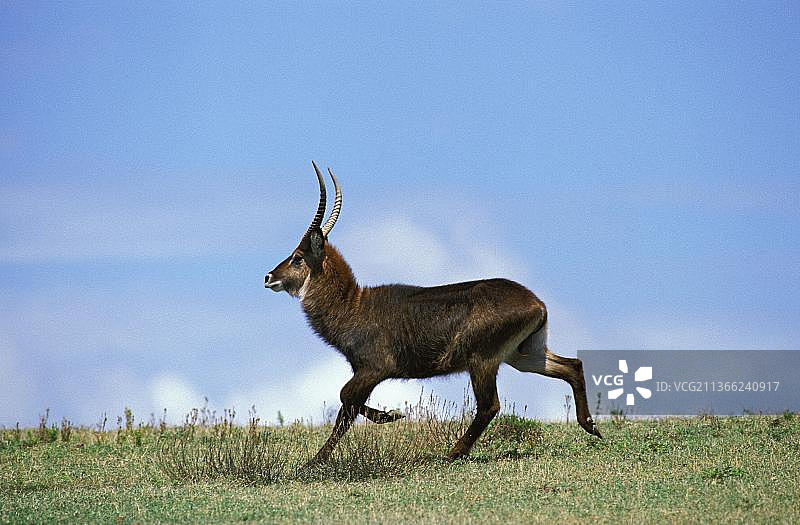 成年非洲椭圆水羚奔跑，肯尼亚纳库鲁公园图片素材