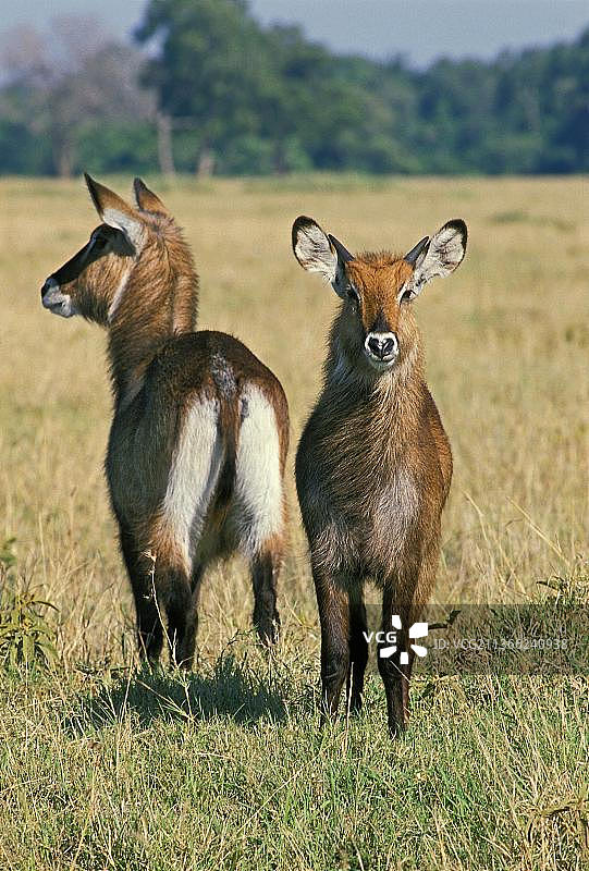 肯尼亚马赛马拉公园的椭圆德法萨水羚（红背水羚），雌性图片素材