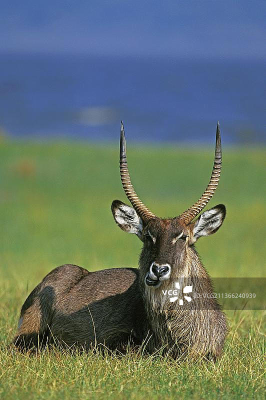 雄性德法萨水羚休息，肯尼亚马赛马拉公园图片素材