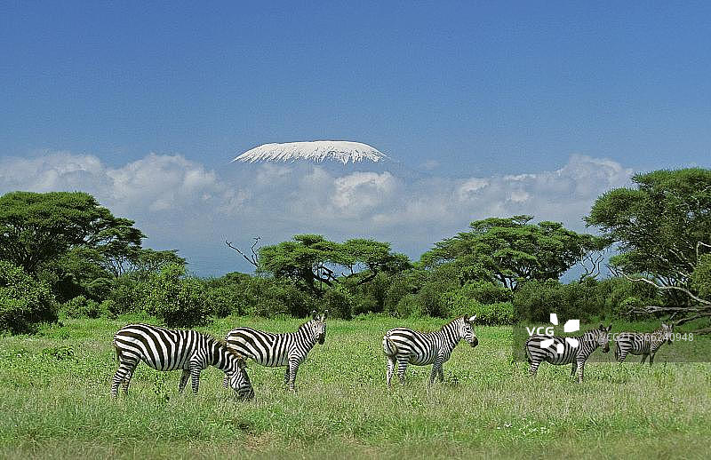 坦桑尼亚乞力马扎罗山附近稀树草原上的布氏斑马图片素材