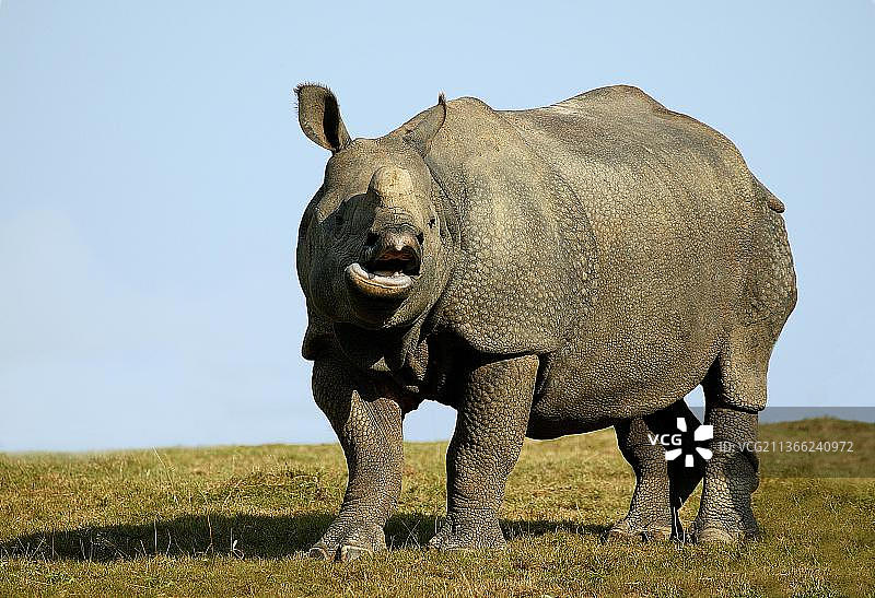 成年印度犀牛鸣叫图片素材
