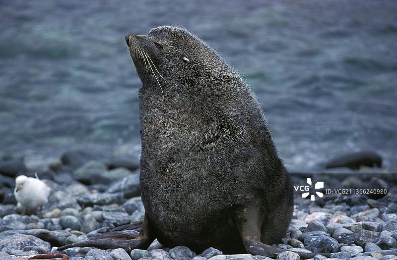 南极毛皮海狮成年个体，在南极海滩上图片素材