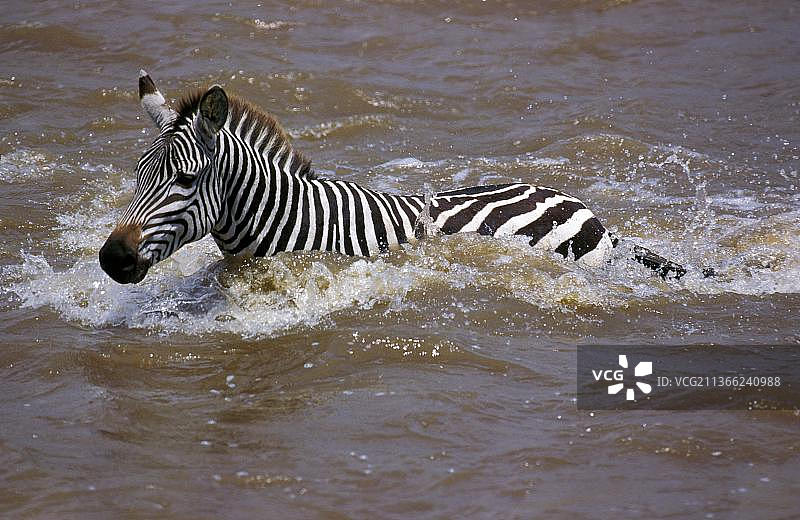 布氏斑马 crossing the Mara River, Masai Mara Park in Kenya图片素材