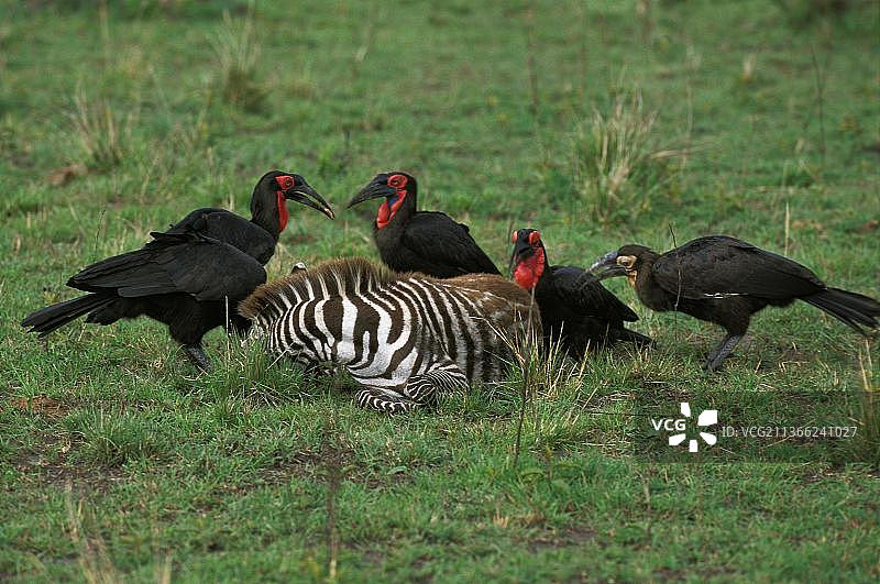 南方地犀鸟，在肯尼亚马赛马拉公园的一只死亡斑马上的群体图片素材