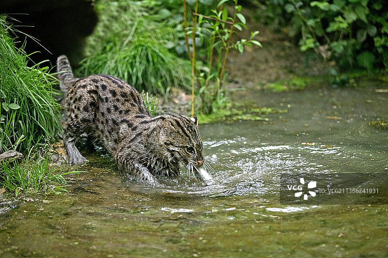 渔猫成年个体在水中捕鱼图片素材