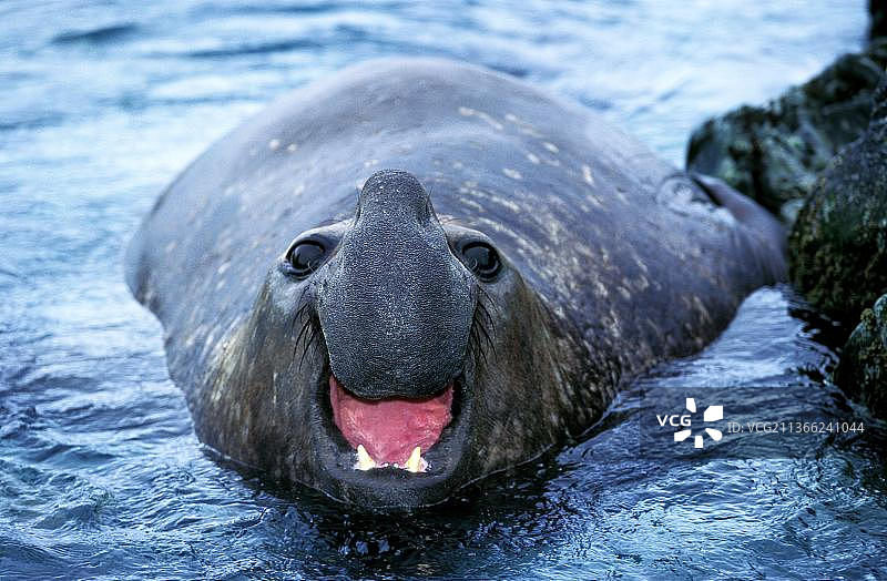 南极洲雄性呼唤的南方象海豹图片素材