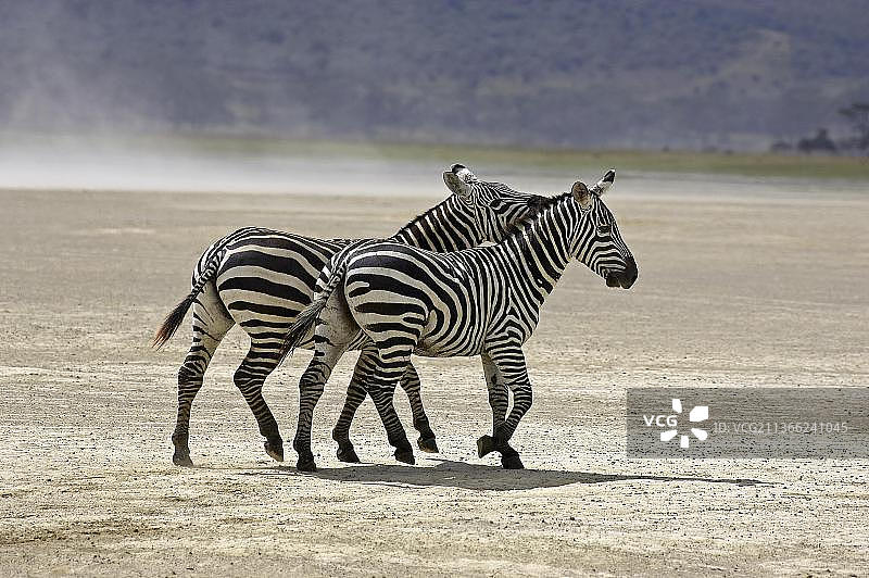 成年葛氏斑马，摄于肯尼亚纳库鲁湖国家公园图片素材