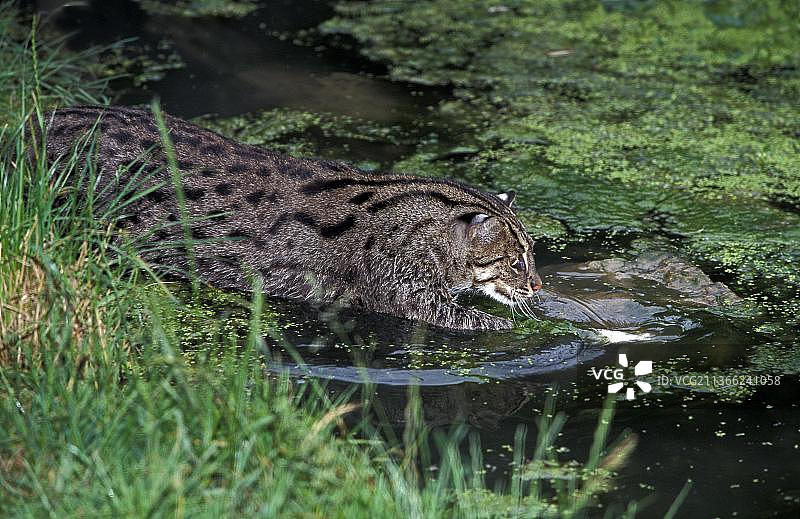 渔猫：成年个体在水中捕鱼图片素材