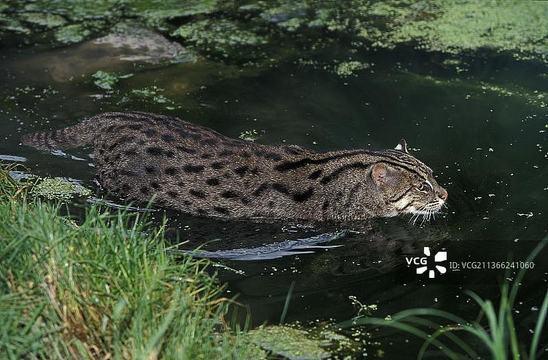 渔猫在水中图片素材