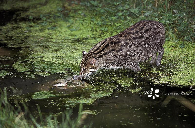 渔猫：成年个体在水中捕鱼图片素材