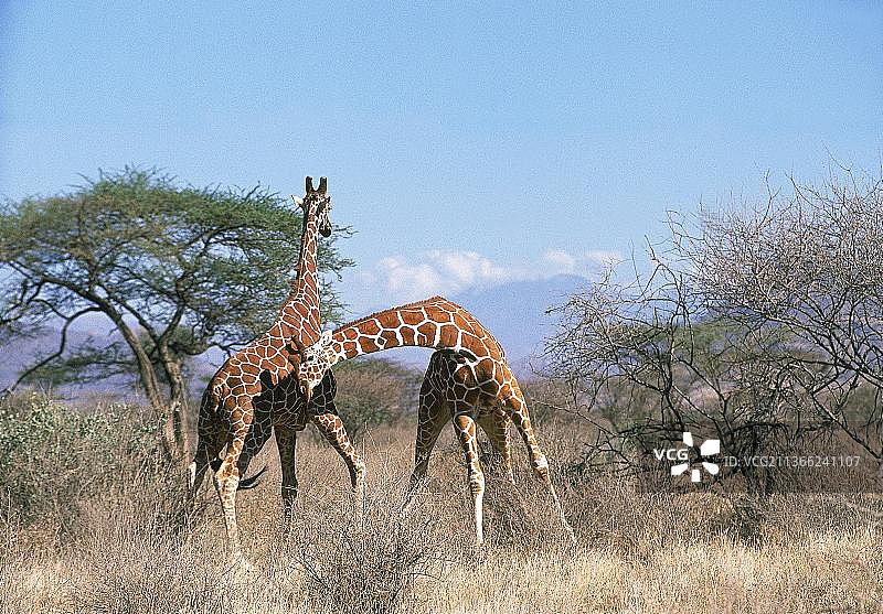 网纹长颈鹿雄性争斗场景，肯尼亚桑布鲁国家公园图片素材