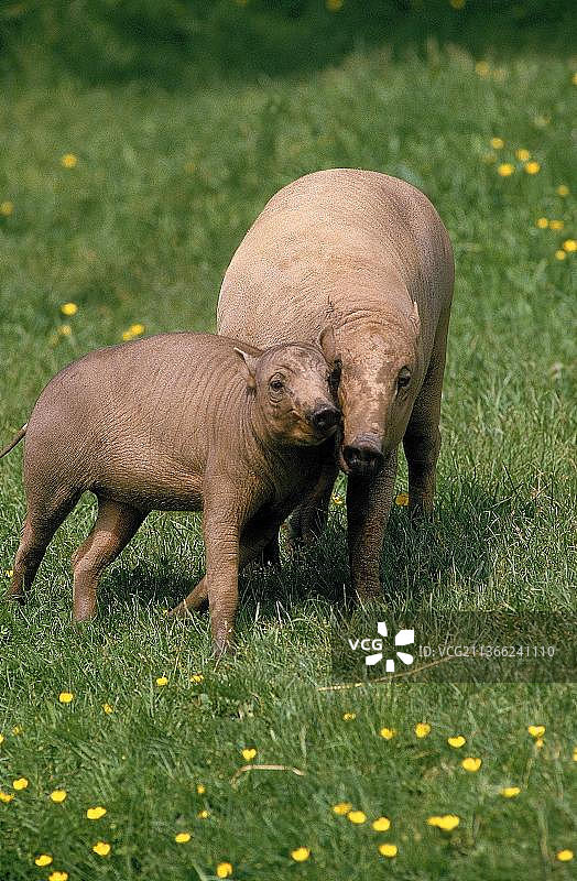 摩鹿加鹿豚（babyrousa babyrussa），雌性与幼崽图片素材