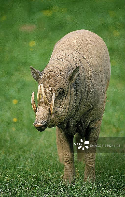 摩鹿加鹿豚，印度尼西亚图片素材
