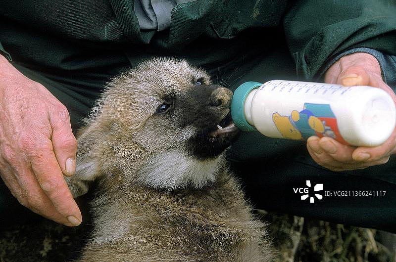 鬃狼幼崽与食物瓶图片素材