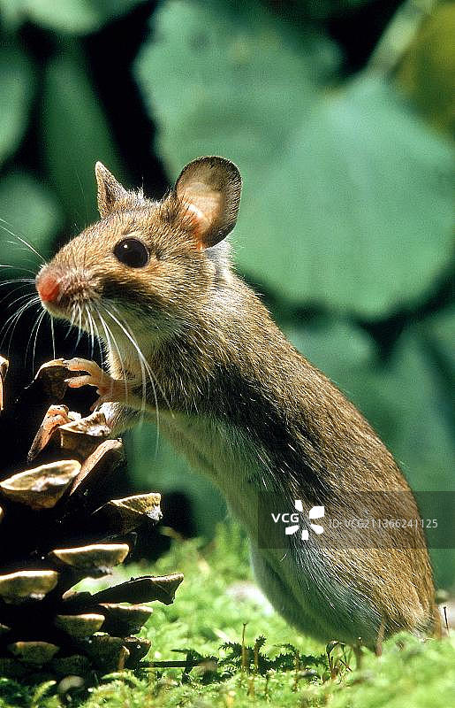 黄颈鼠，成年个体与松果，后腿站立图片素材
