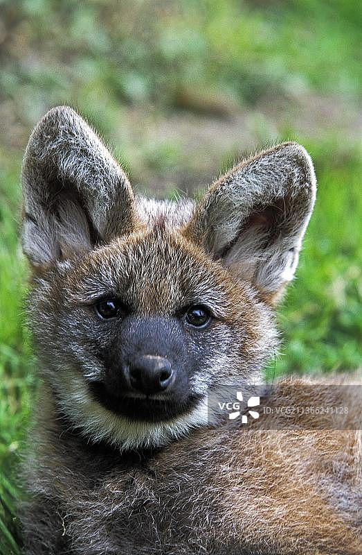 鬃狼幼崽肖像图片素材