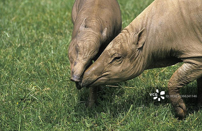 豚鹿母子图片素材