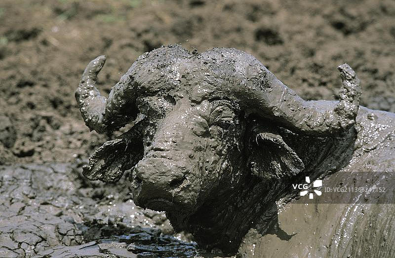 坦桑尼亚塞伦盖蒂公园中正在进行泥浴的非洲水牛图片素材