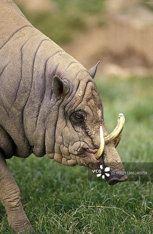 鹿豚雄性肖像图片素材