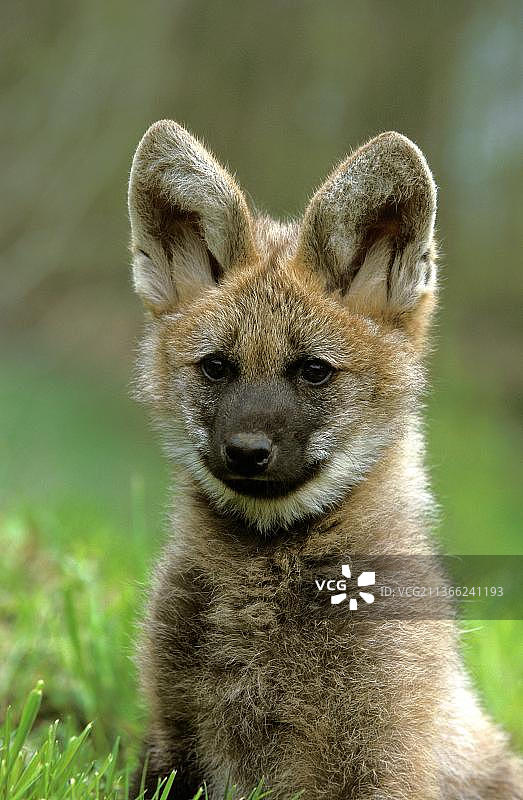 鬃狼幼崽肖像图片素材