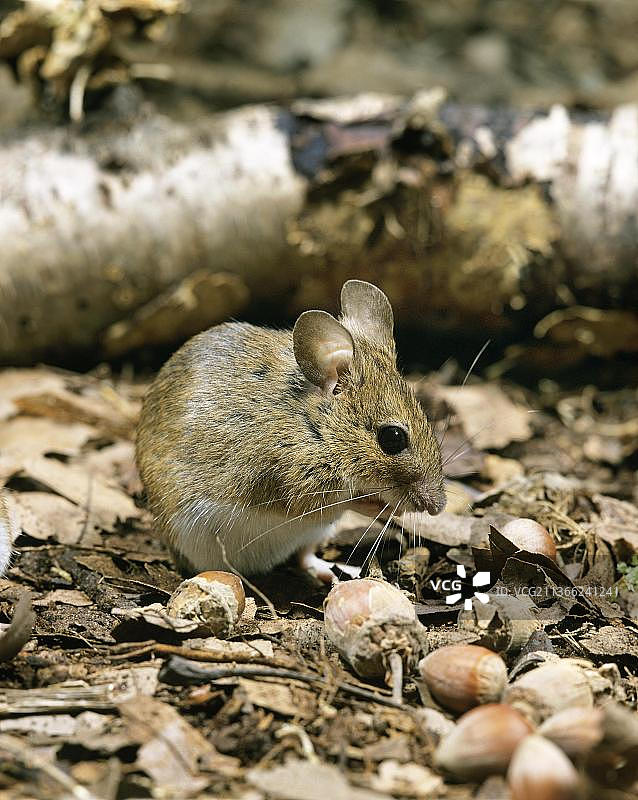 黄颈鼠和榛子图片素材
