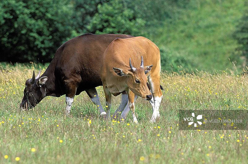 爪哇野牛（Bos javanicus），一对图片素材