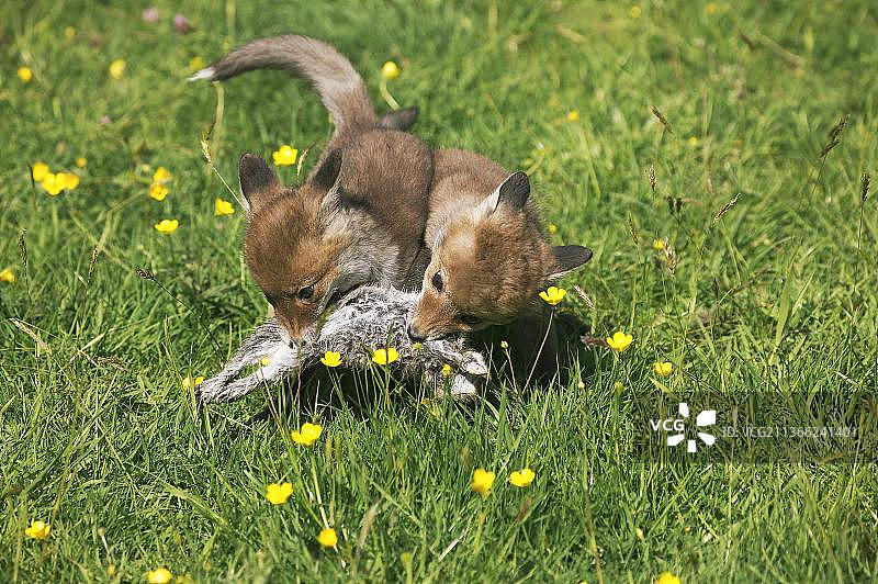 诺曼底猎捕欧洲兔的红狐幼崽图片素材