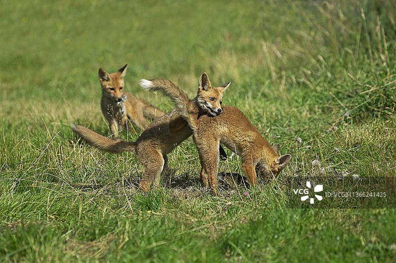 赤狐(vulpes vulpes)，扬斯与鹧鸪射击，诺曼底图片素材