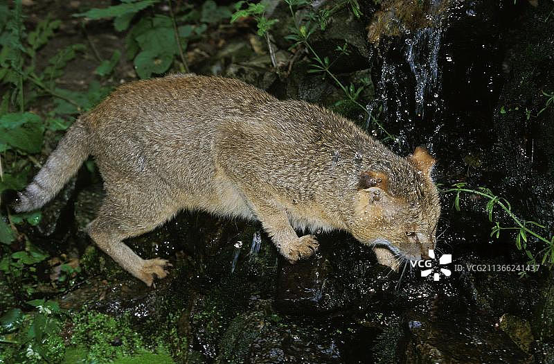 成年丛林猫过河图片素材