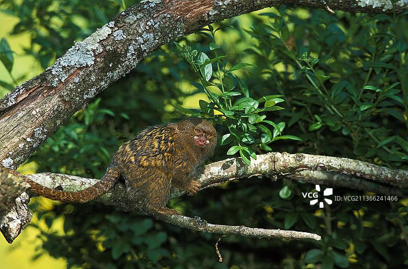 侏儒狨猴成猴站在树枝上图片素材