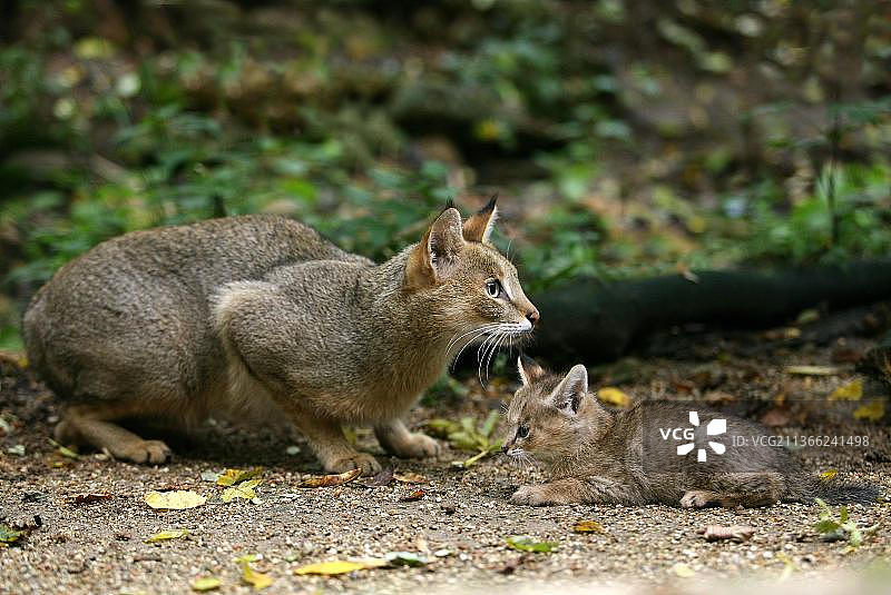 丛林猫和幼崽图片素材