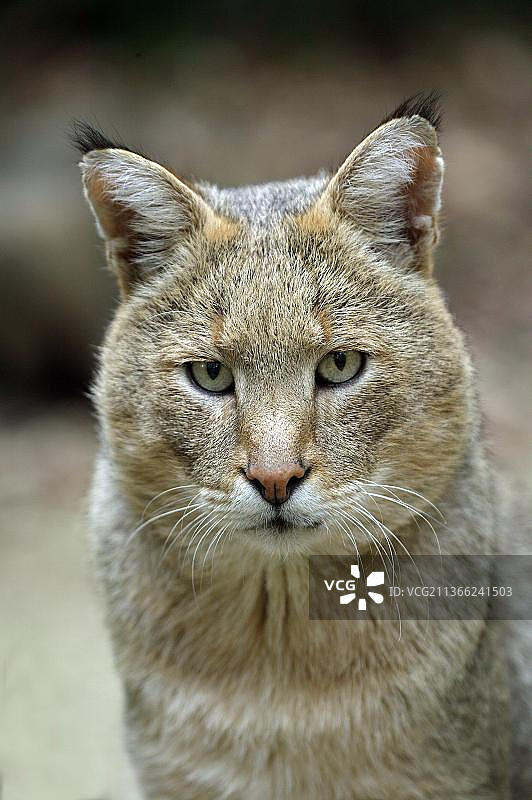 丛林猫成年个体肖像图片素材