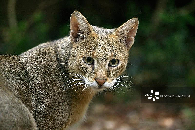 丛林猫成年个体肖像图片素材