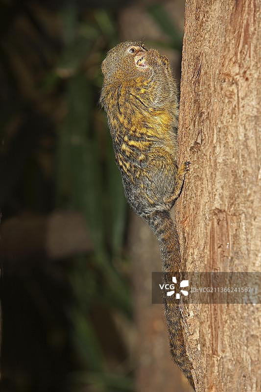 树干上的侏儒狨猴图片素材