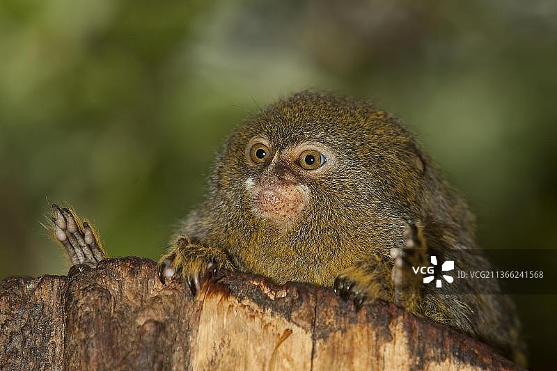 侏儒狨猴（小 callithrix），成年猴在绿叶衬托下的树枝上图片素材