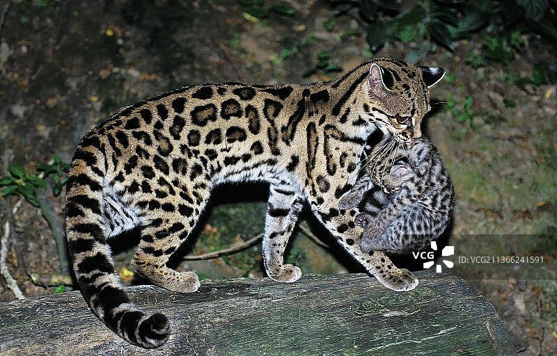 小斑虎猫和幼崽图片素材