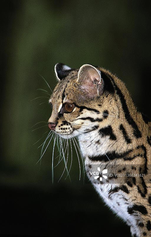 成年虎猫肖像图片素材