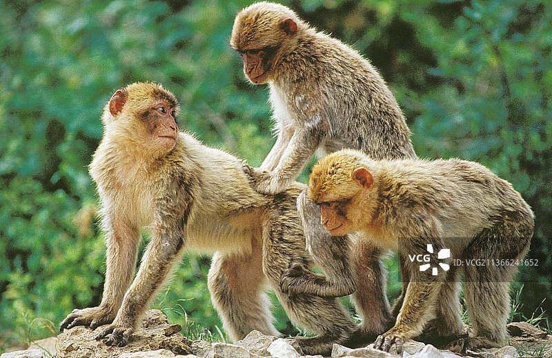 巴巴里猕猴交配图片素材
