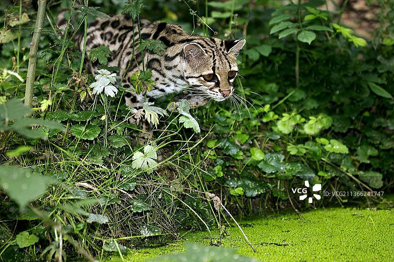 草原猫，成年，近水潭图片素材