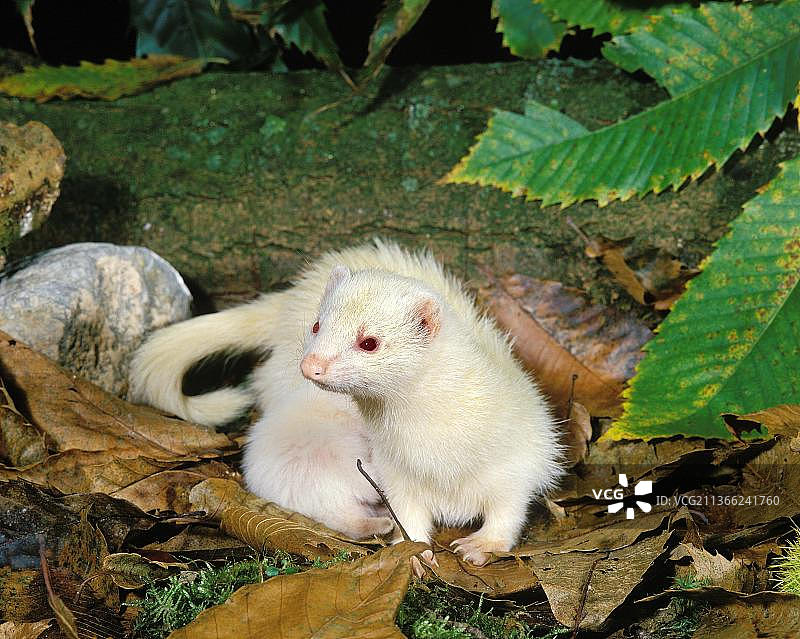 叶子上的成年雪貂图片素材