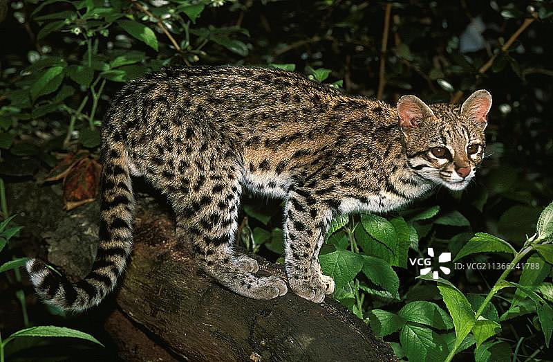 虎猫在树枝上图片素材