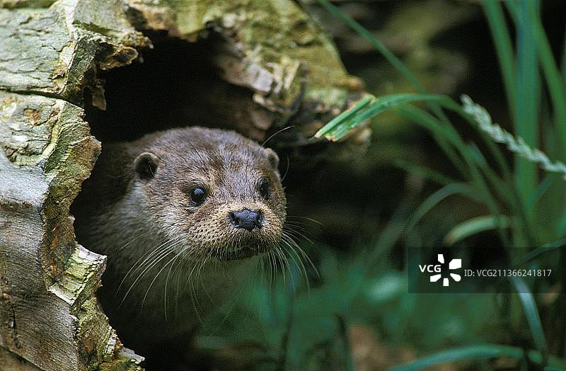 欧亚水獭（lutra lutra），成年个体从树桩中探出头图片素材