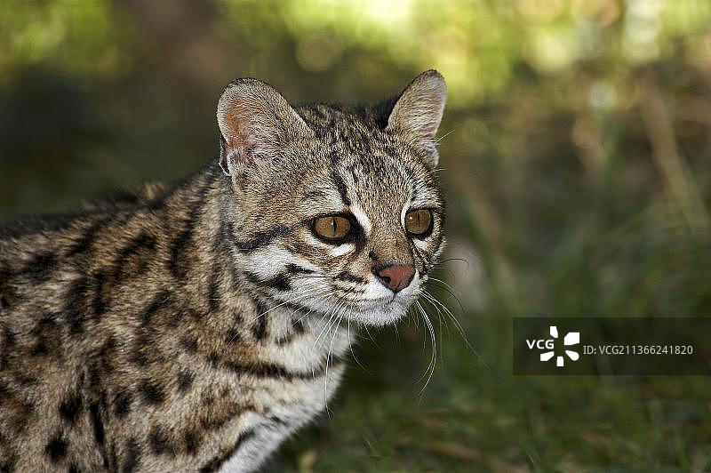 虎猫（小豹猫），成年猫的肖像图片素材
