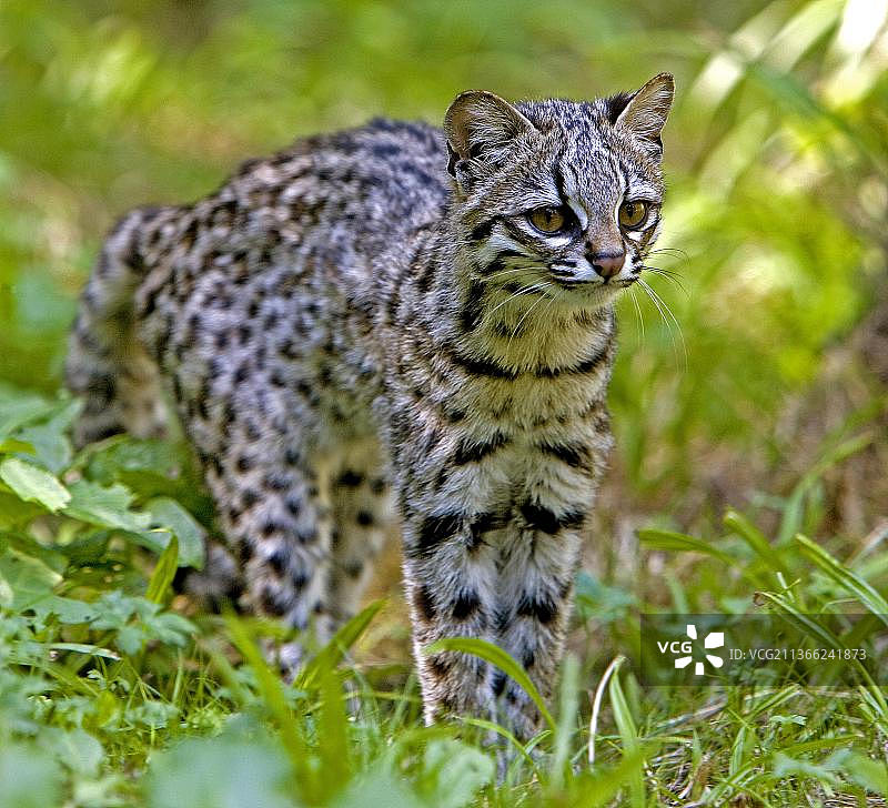 虎猫，草地上的成年虎猫图片素材