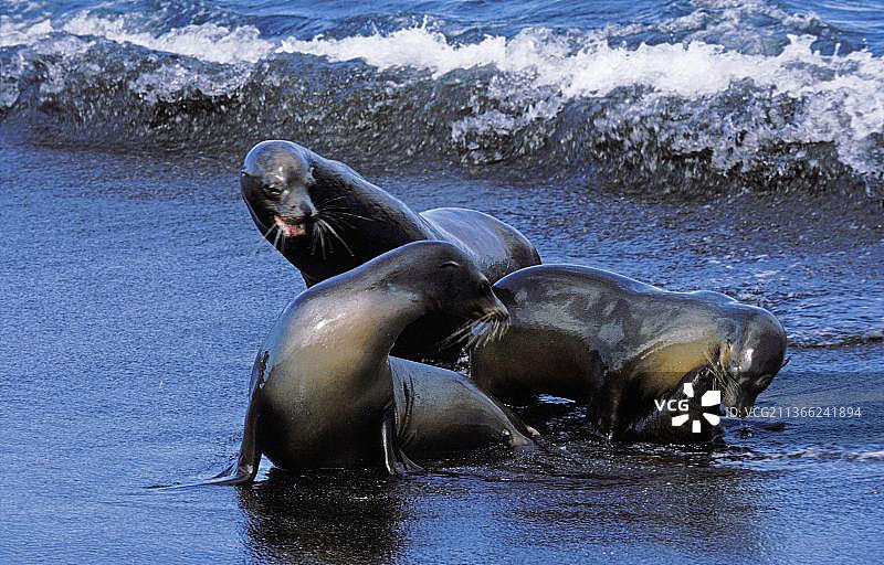 加拉帕戈斯海狮群在海滩上图片素材